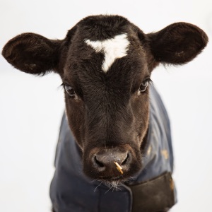 1 week old calf by emily elizabeth enns