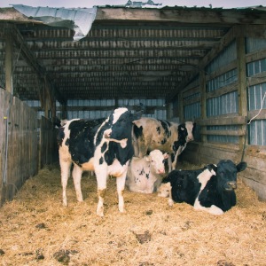 Cows in the barn - by emily elizabeth enns